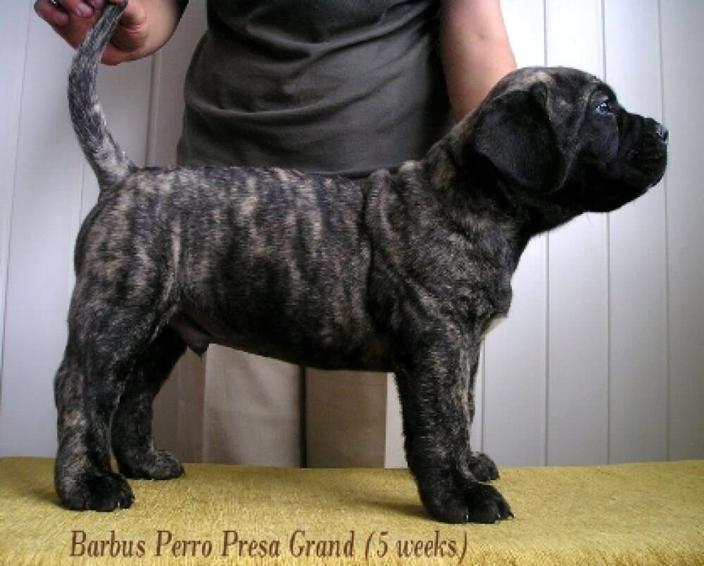 BARBUS PERRO PRESA GRAND 1