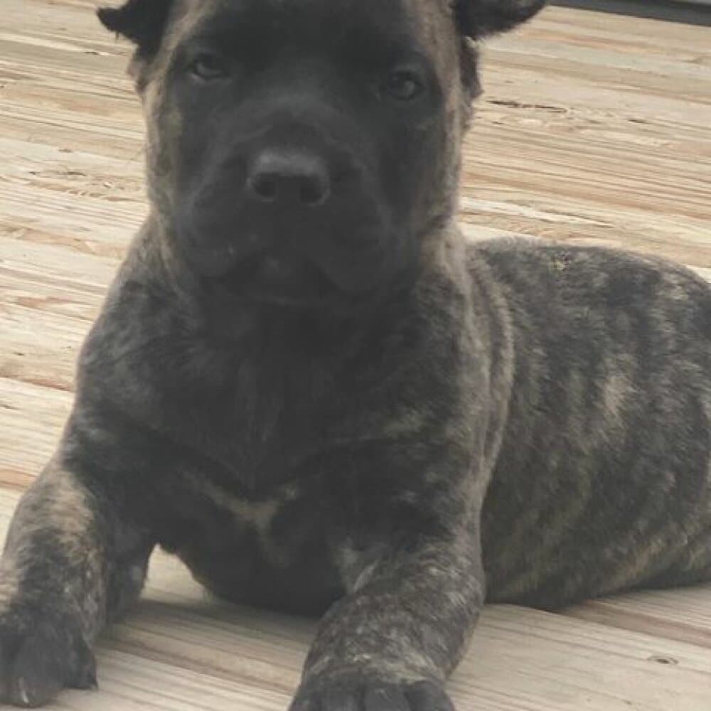 ONLY THE FAMILY KENNELS FREDO 1