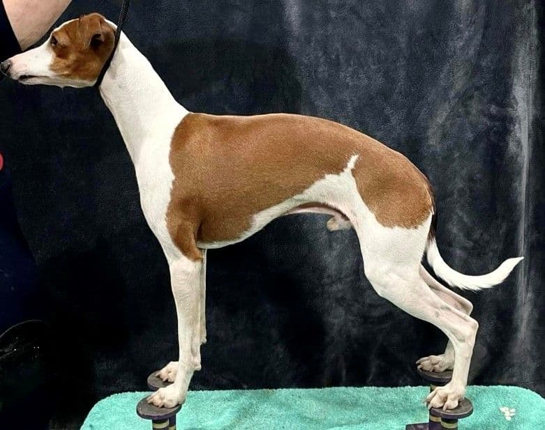 Piccino Cant Touch This 1