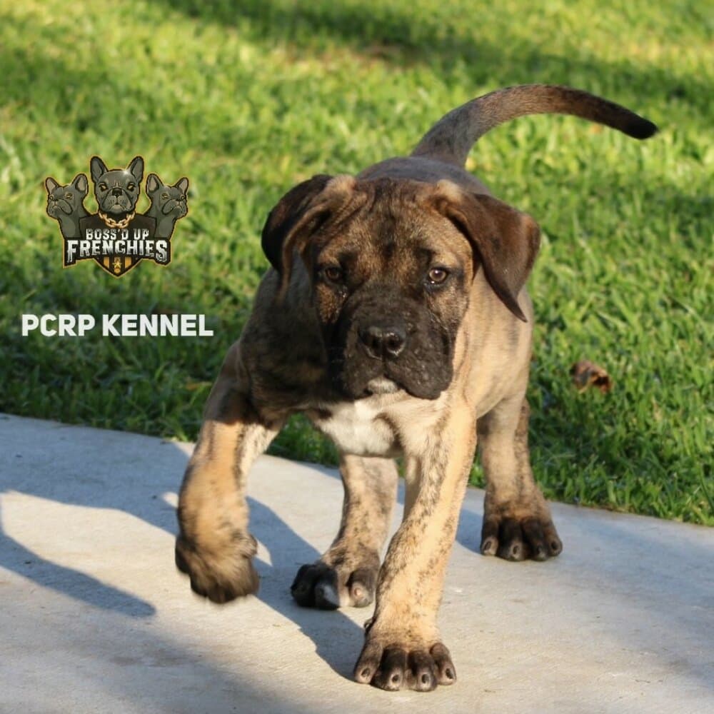 BUCEFALO DE PCRP KENNEL 1