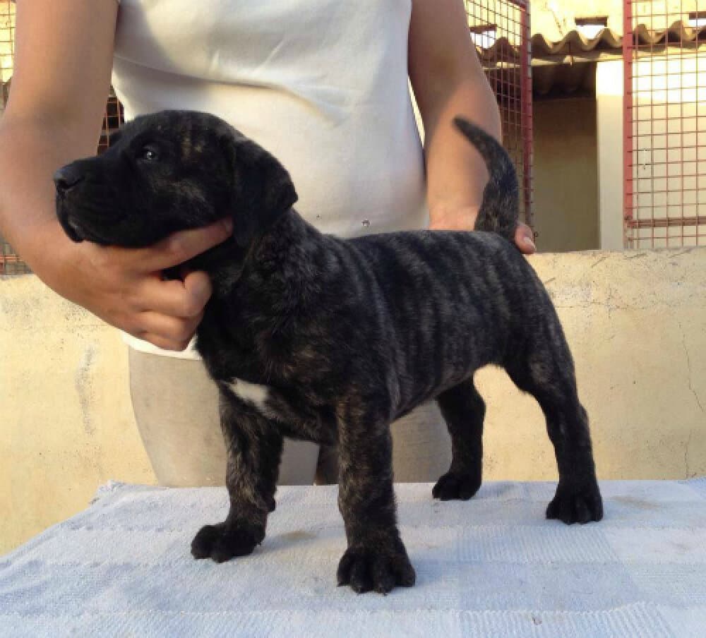 ANKA DE CIELO DE CANARIAS 1