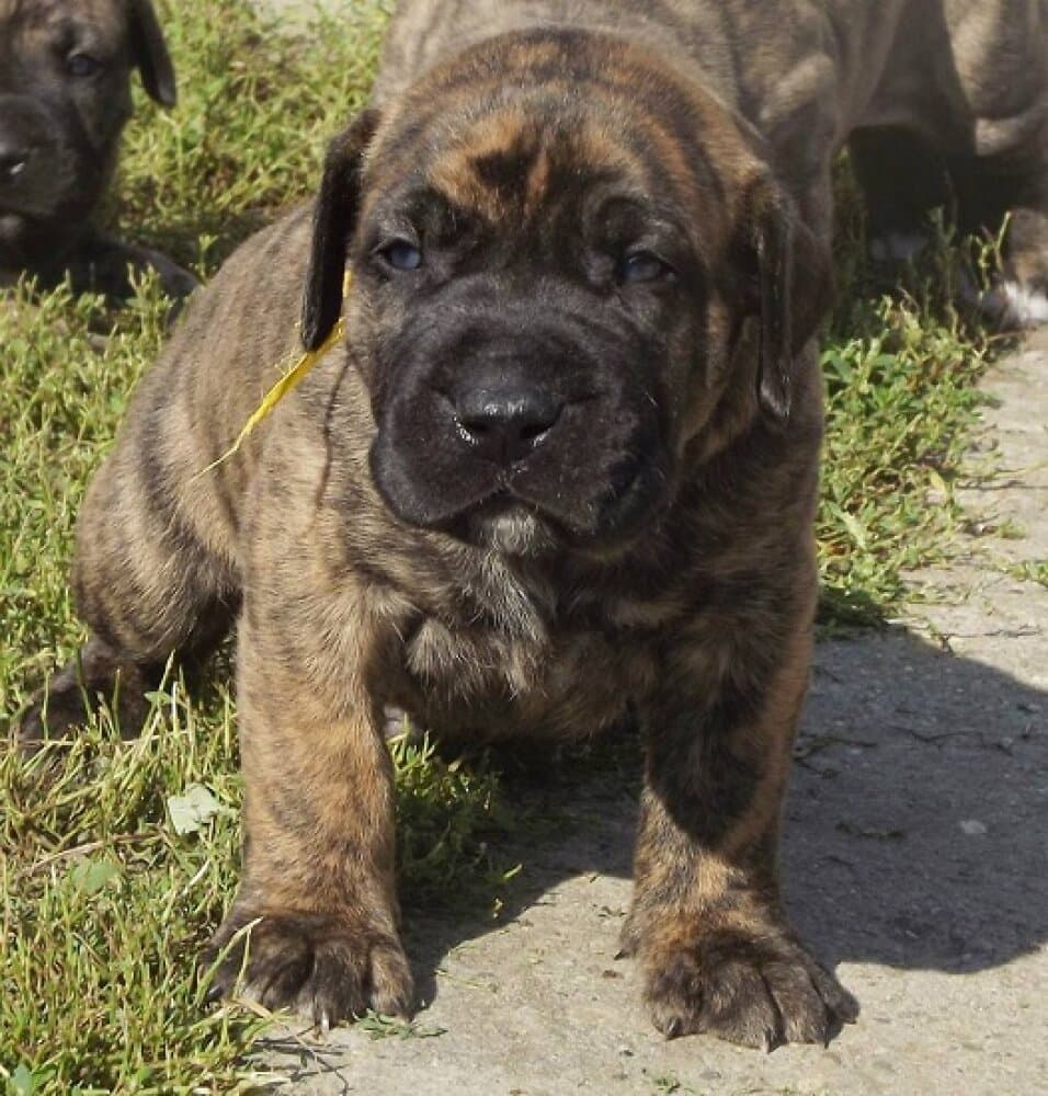 CASA DE CHAMPION BRUTUS 1