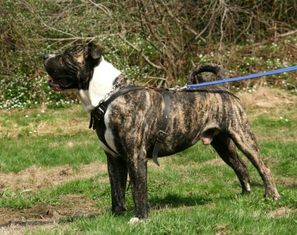 FIFA K9 MADNESS (NINO) 1