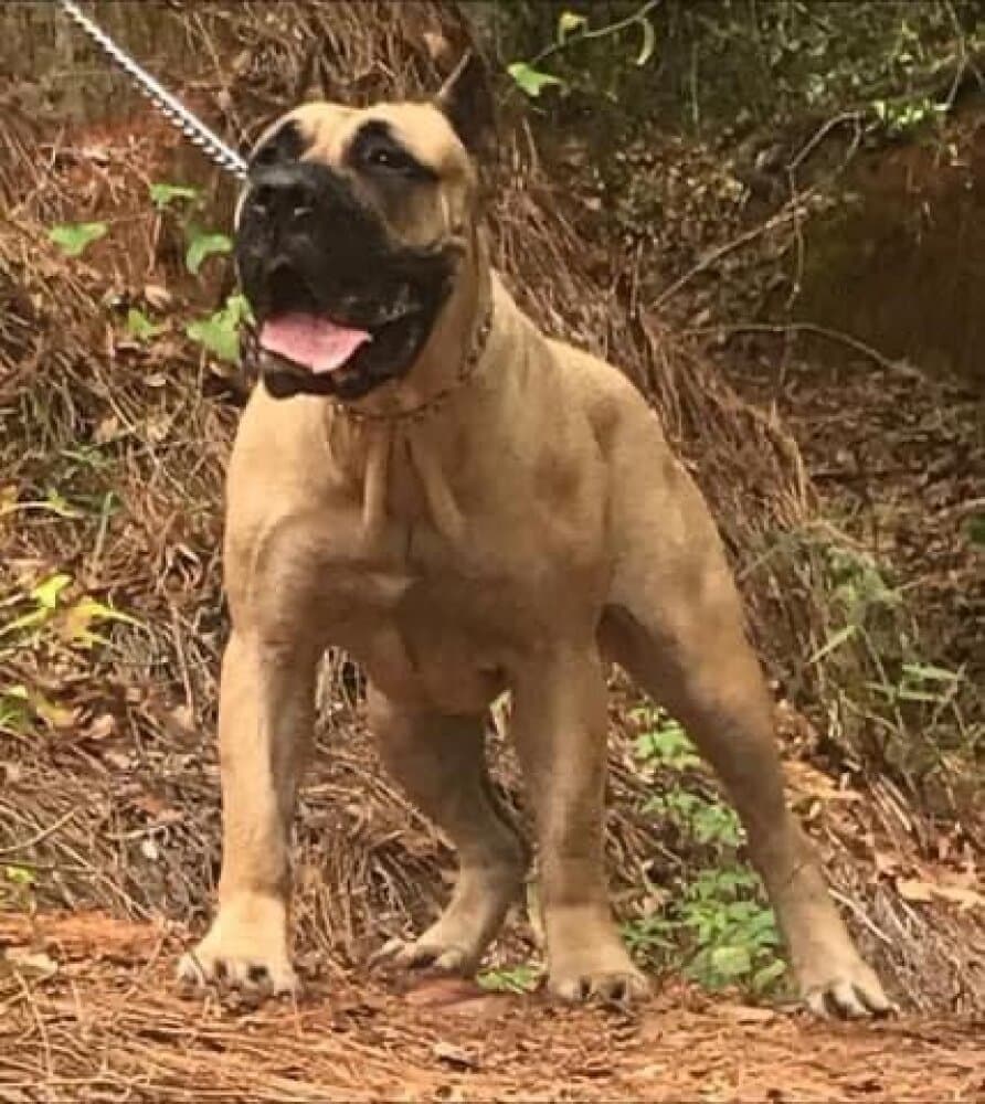 BARK K9 CLEOPATRA 1