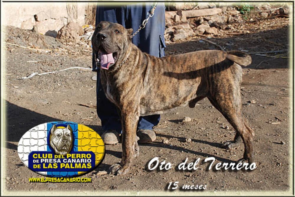 OTO DEL TERRERO 1