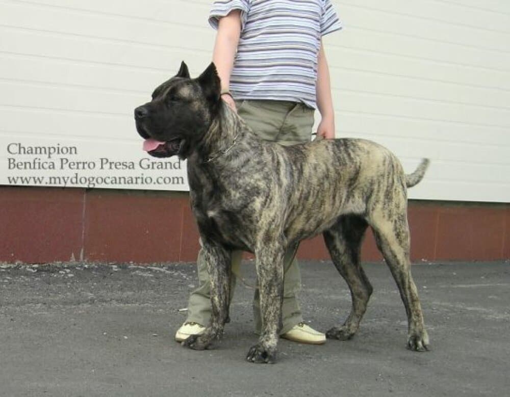 BENFICA PERRO PRESA GRAND 1