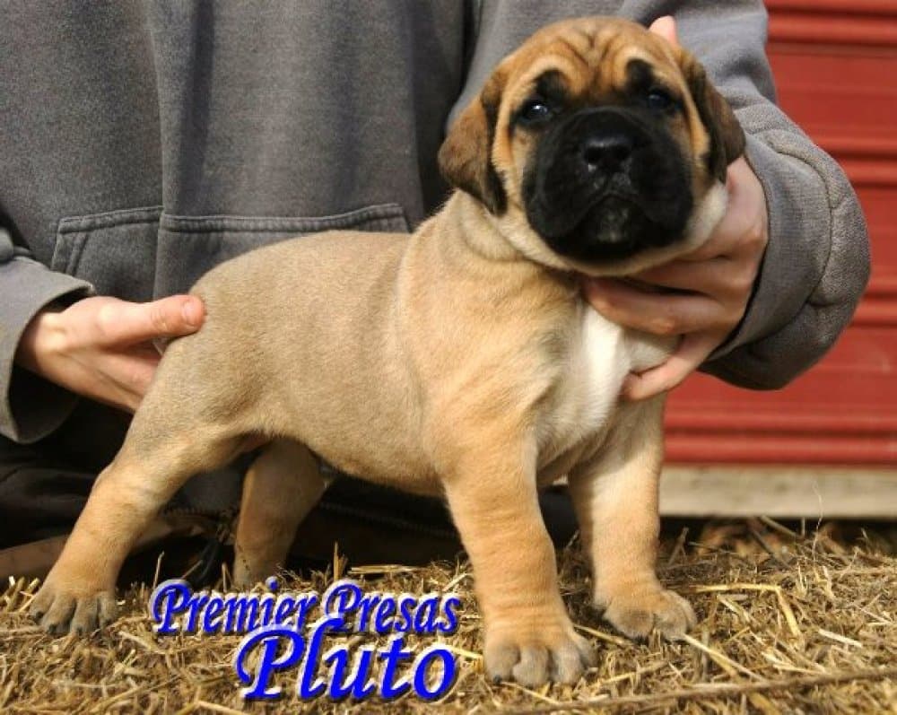 PREMIER PRESAS PLUTO 1
