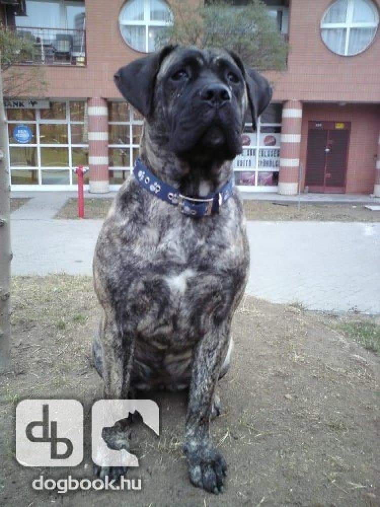 BOSS BULL CANARIO CORA (NINA) 1