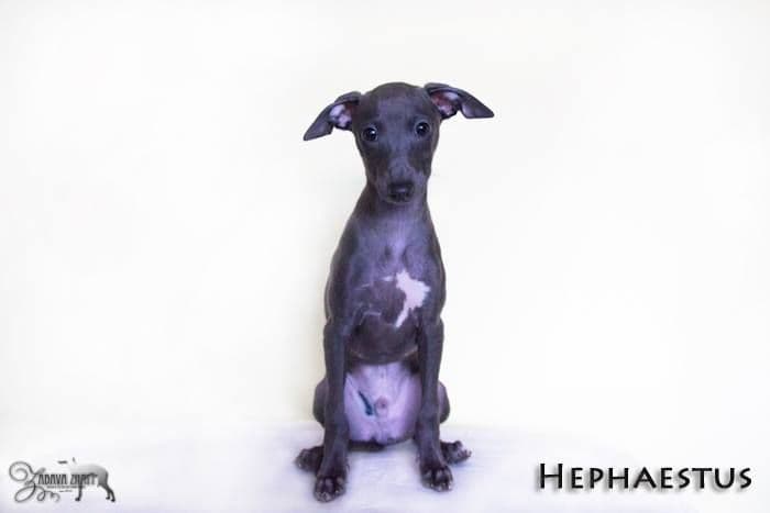 Zabava Znaty Hephaestus 1