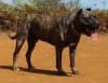 Oso de Irema Curto (pancho) 1