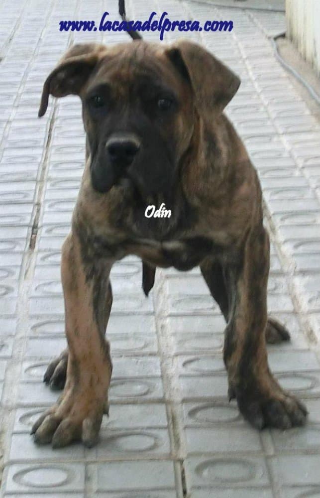 ODIN DE CASA DEL PRESA 1
