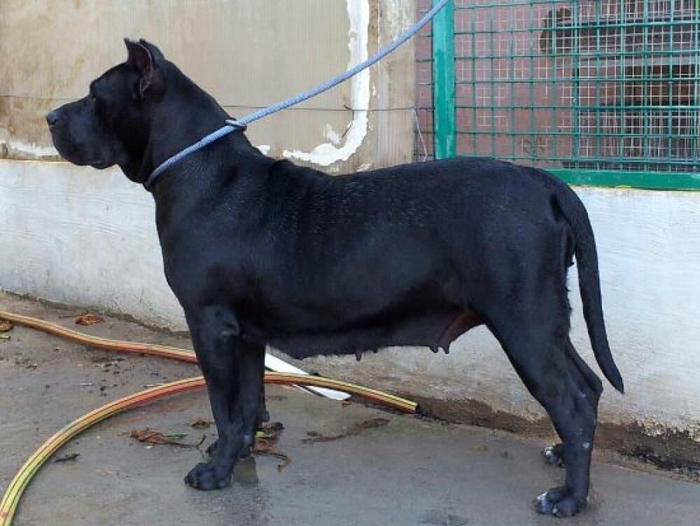 GARA DEL TERRERO 1