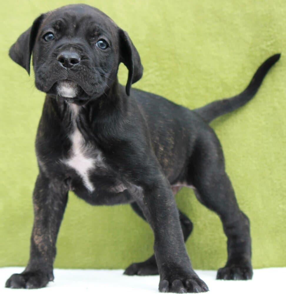 CROM DE PEYRE KENNELS 1
