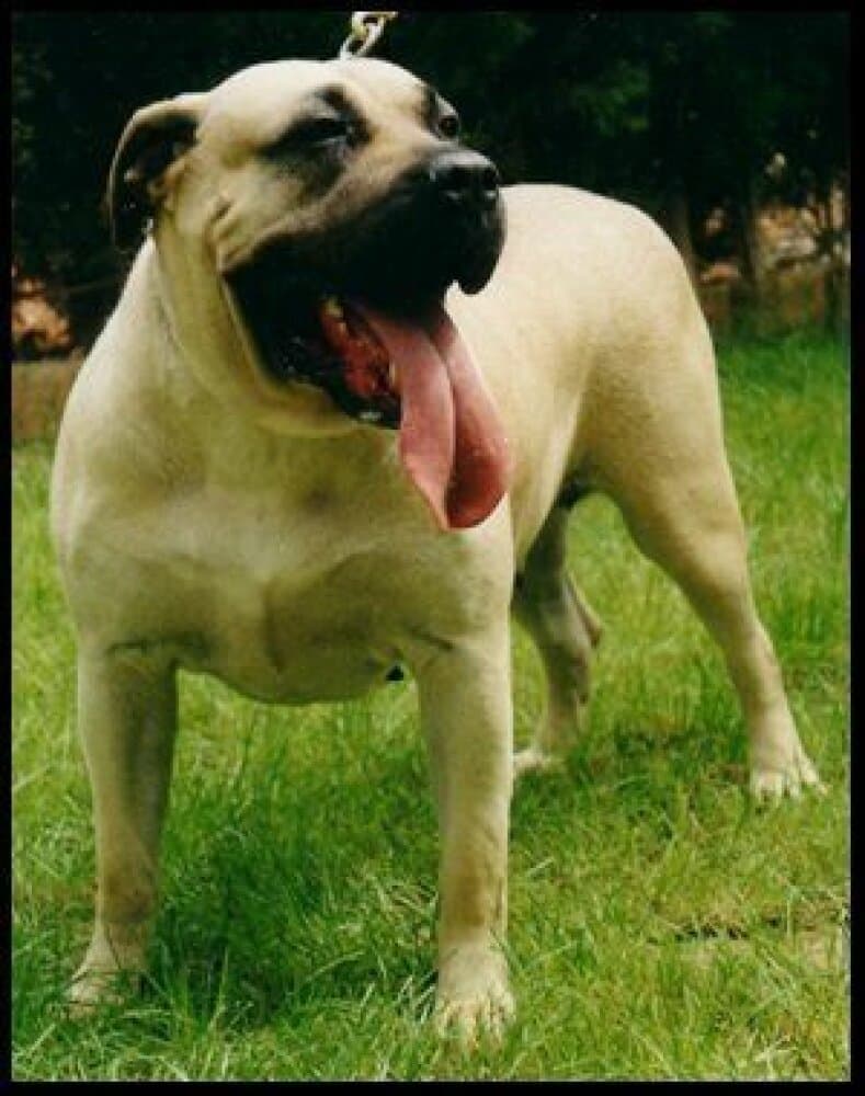 IRA DE DOG REAL 1