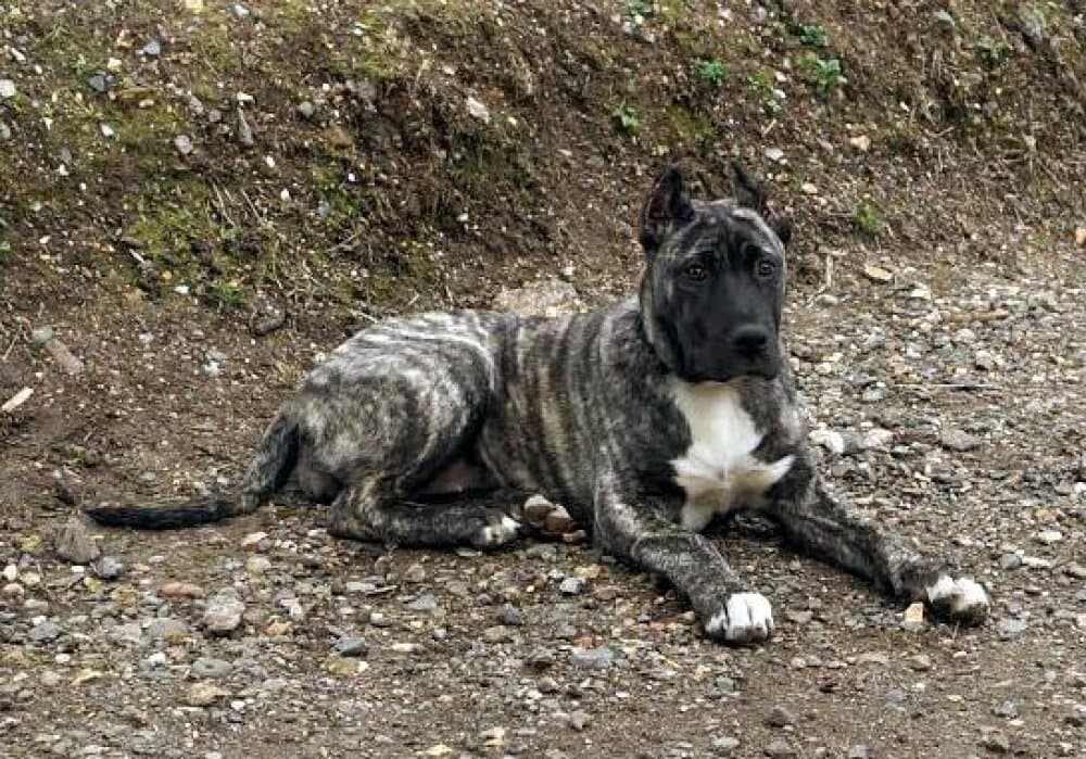 TROYA DE TIBICENAS* 1
