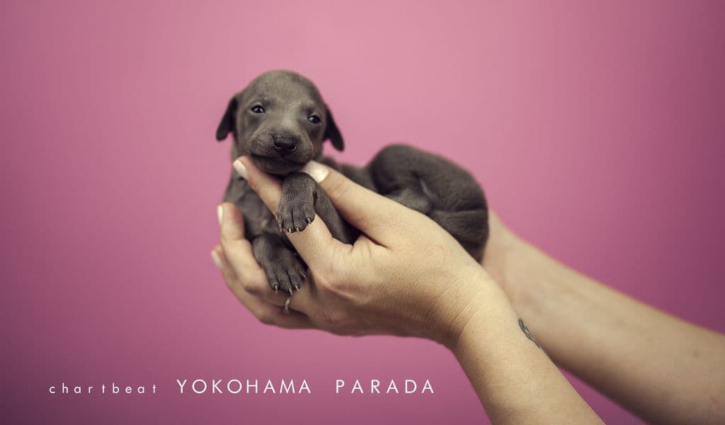 Chartbeat Yokohama Parada 1