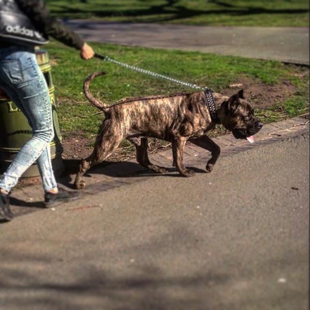 BOSS BULL CANARIO TITAN 1
