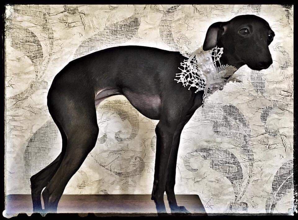 Angelo Celeste Hazaria 1