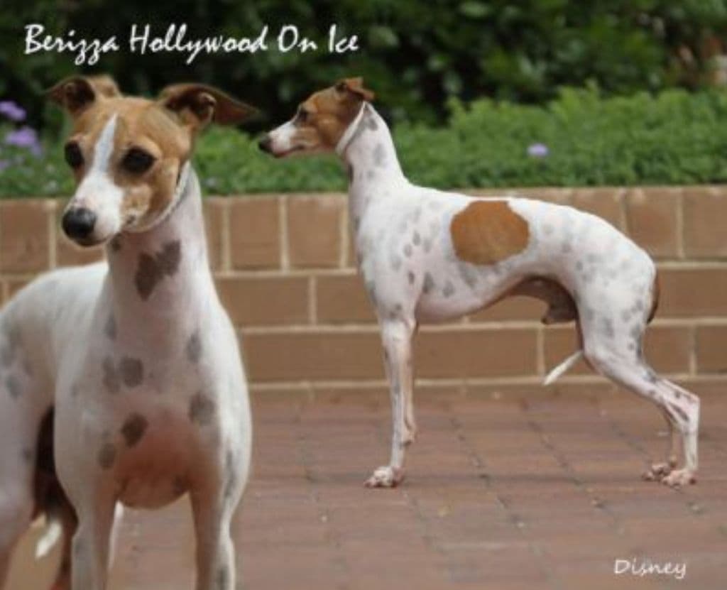 Berizza Hollywood On Ice 1
