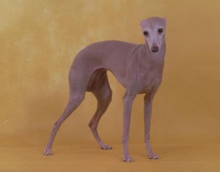 Shelli 1