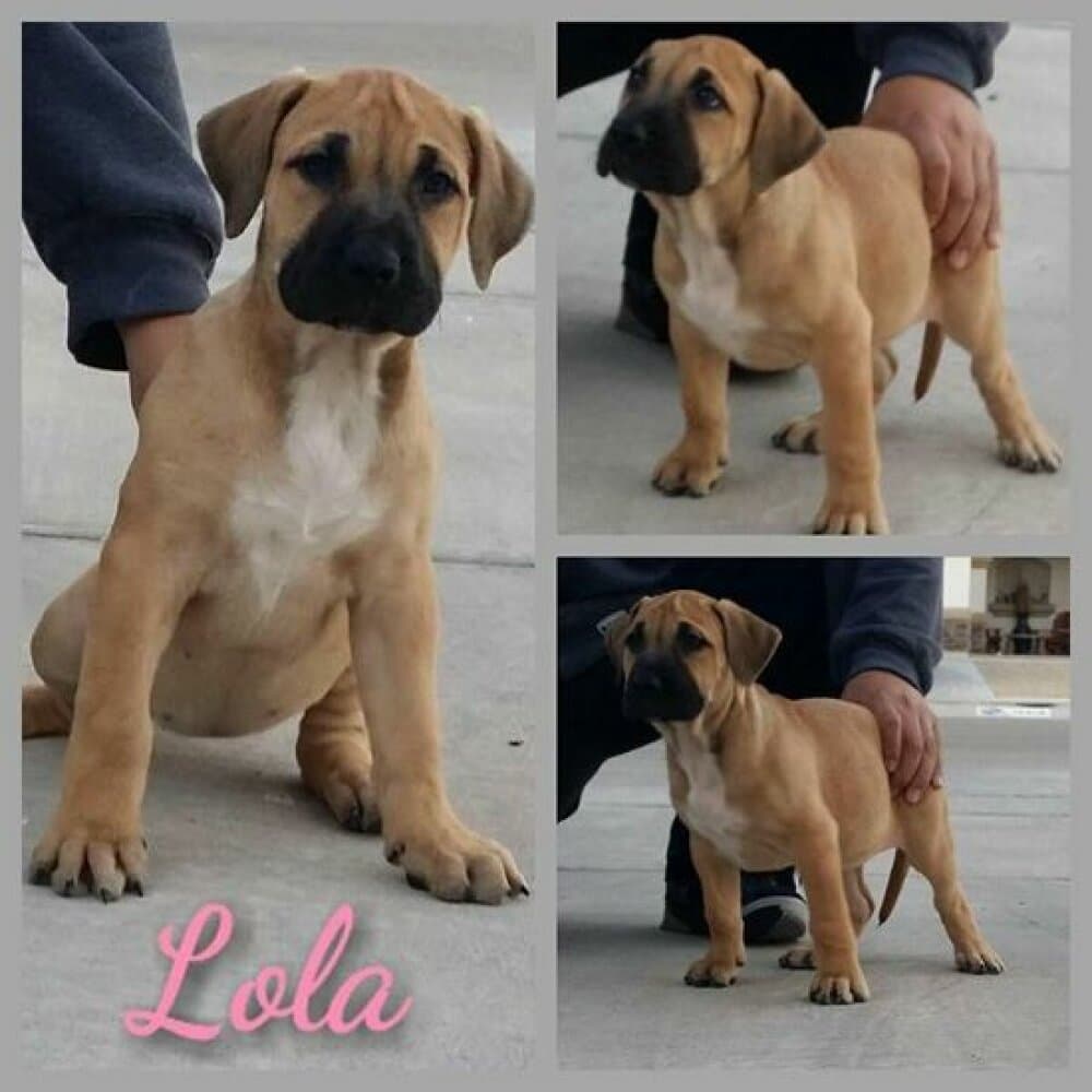 FEARLESS GUARDIAN'S LOLA 1