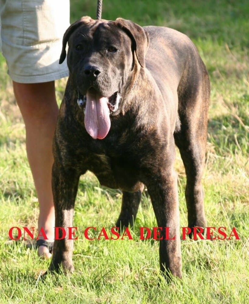 ONA DE CASA DEL PRESA 1