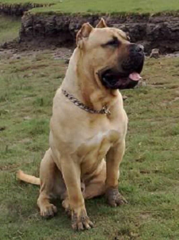 NABUCO DE RANCHO BRAVO 1