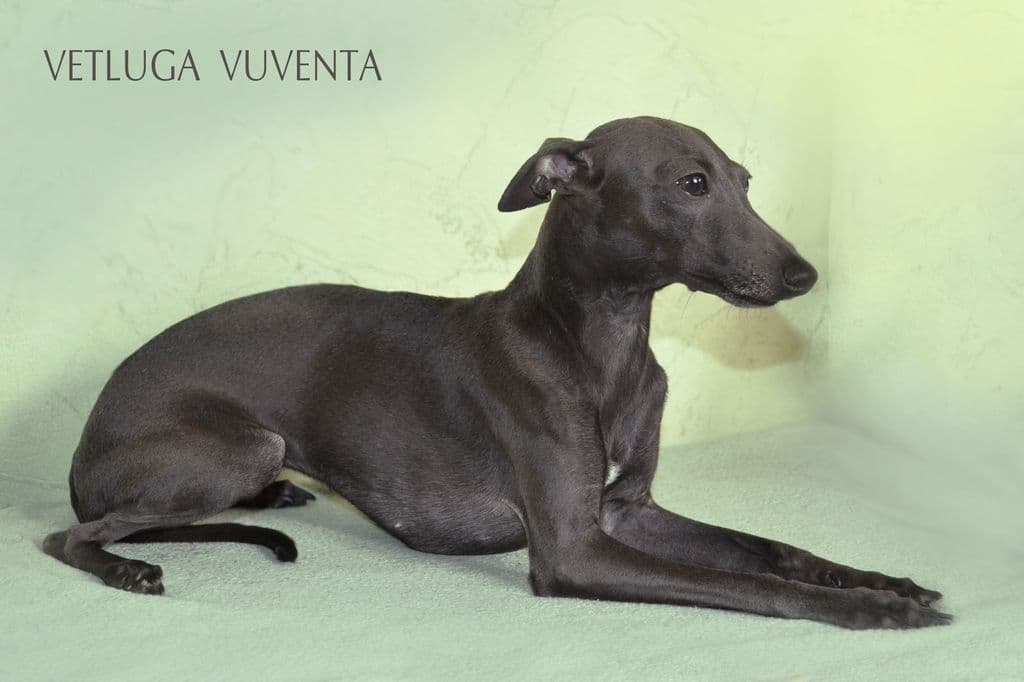 Vetluga Yuventa 1