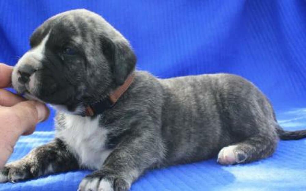 BOSS BULL CANARIO TANK 1