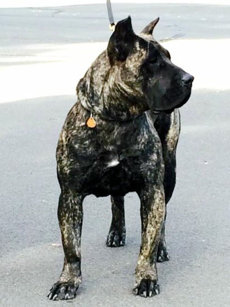MACHA DE CANARIAN BULL 1