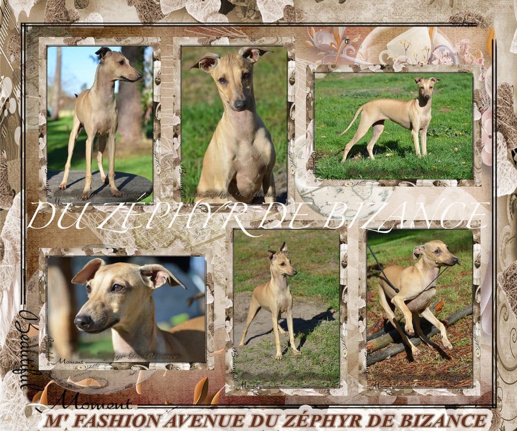 M Fashion Avenue Du Zephyr De Bizance 1