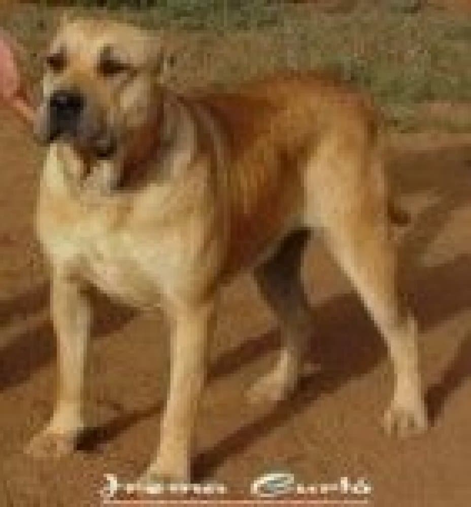 AISA DE IREMA CURTO 1
