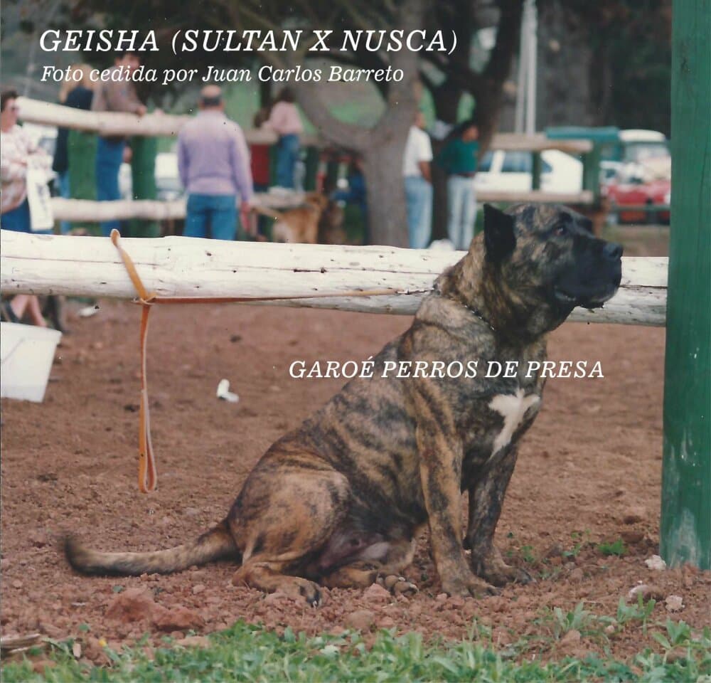 GEISHA DE LOS ENANOS 1