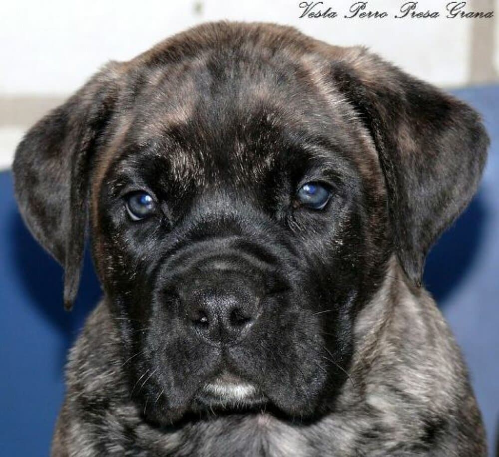 VESTA PERRO PRESA GRAND 1