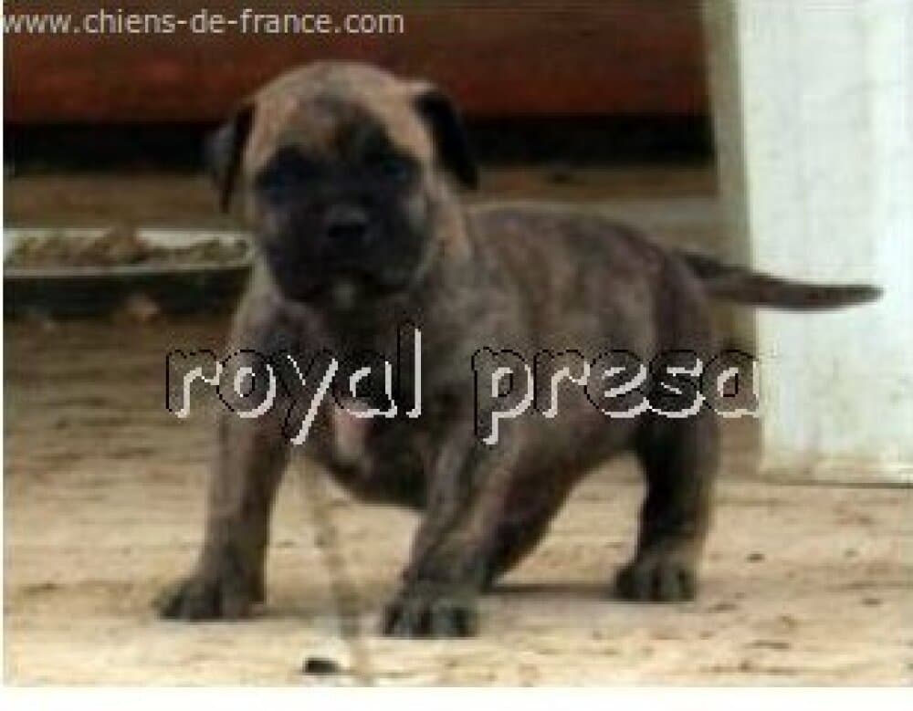 ERCKO DE ROYAL PRESA 1
