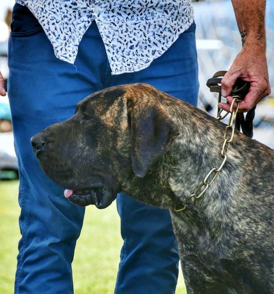 JUCO DE CANARIKENNEL 1