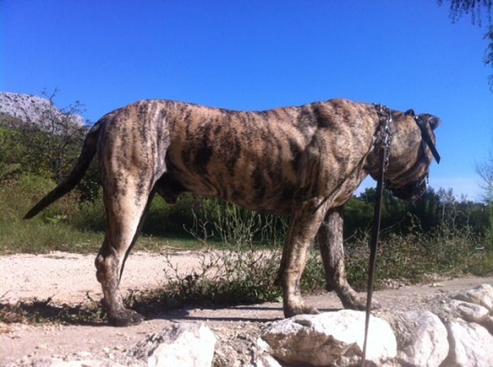 VACO DE SPALATO BULL 1