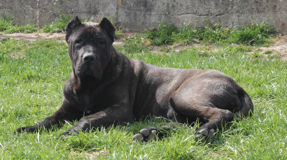 BOSS BULL CANARIO SOLANGE 1