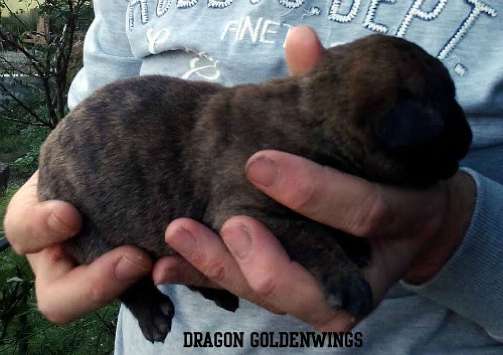 DRAGON GOLDENWINGS 1