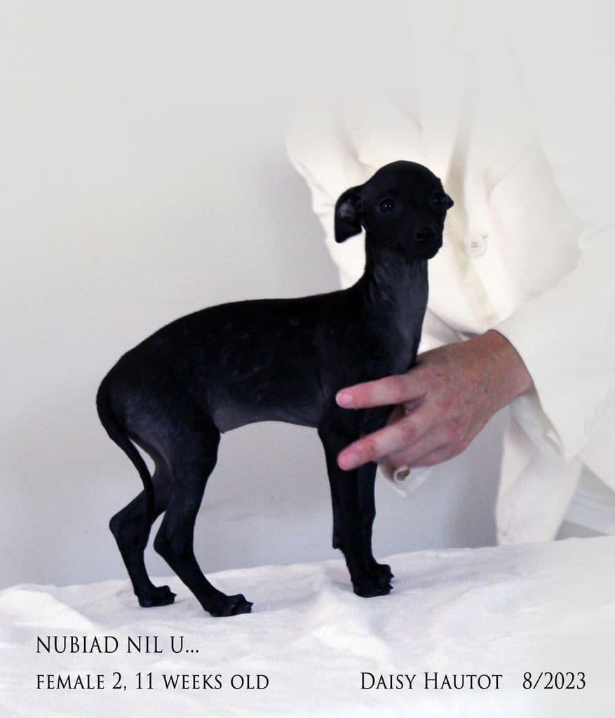 Nubiad Nil Under The Mistletoe 1