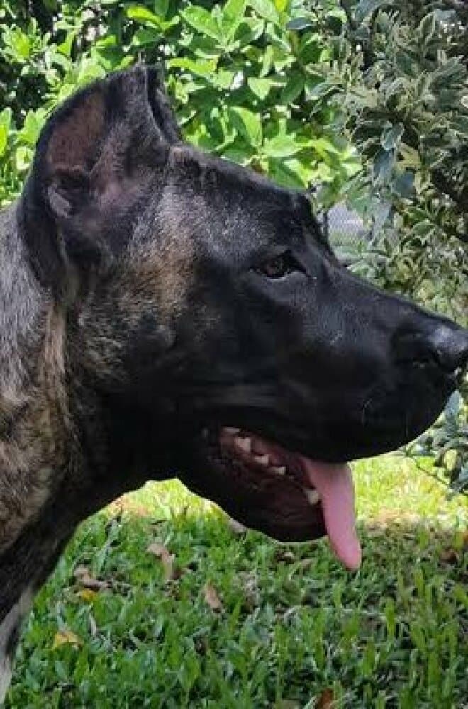 ARWEN DE RANCHO BRAVO 1