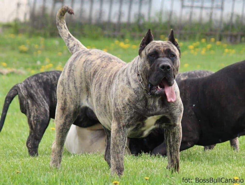 BOSS BULL CANARIO WARIORA 1