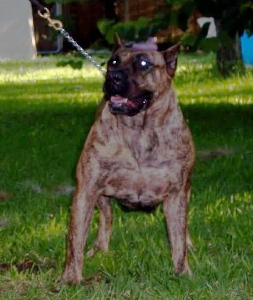 PRESA KINGDOM QUEEN NALA OF PICTURE PERFECT 1