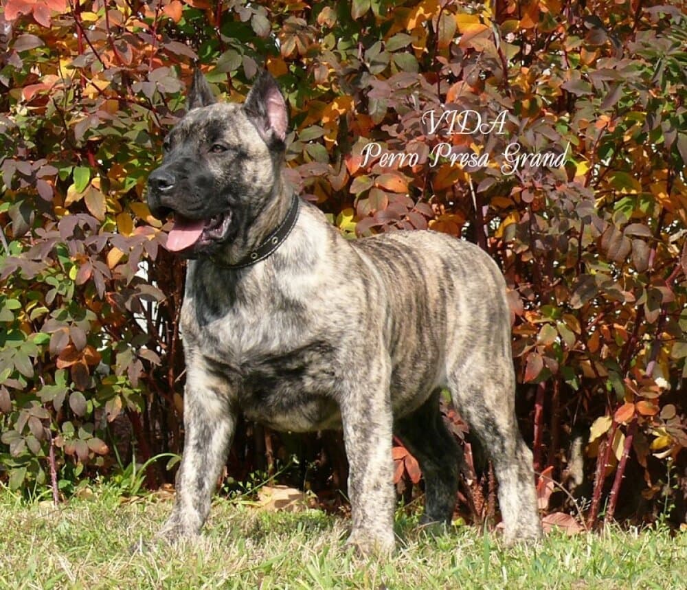 VIDA PERRO PRESA GRAND 1