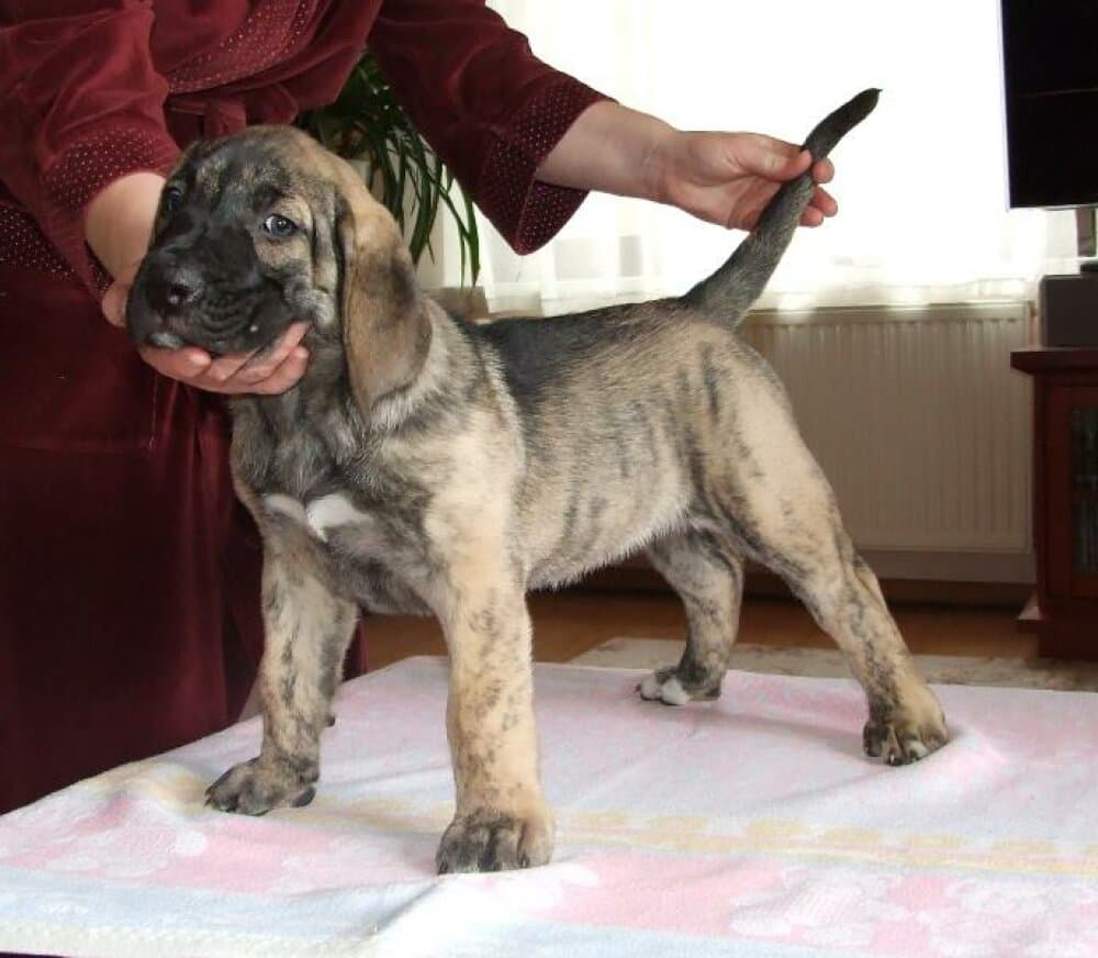 HEKATE BALUARTE DE LOS PERROS 1