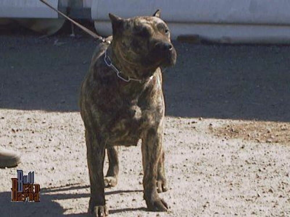 JARA CASA DEL PRESA (1998) 1