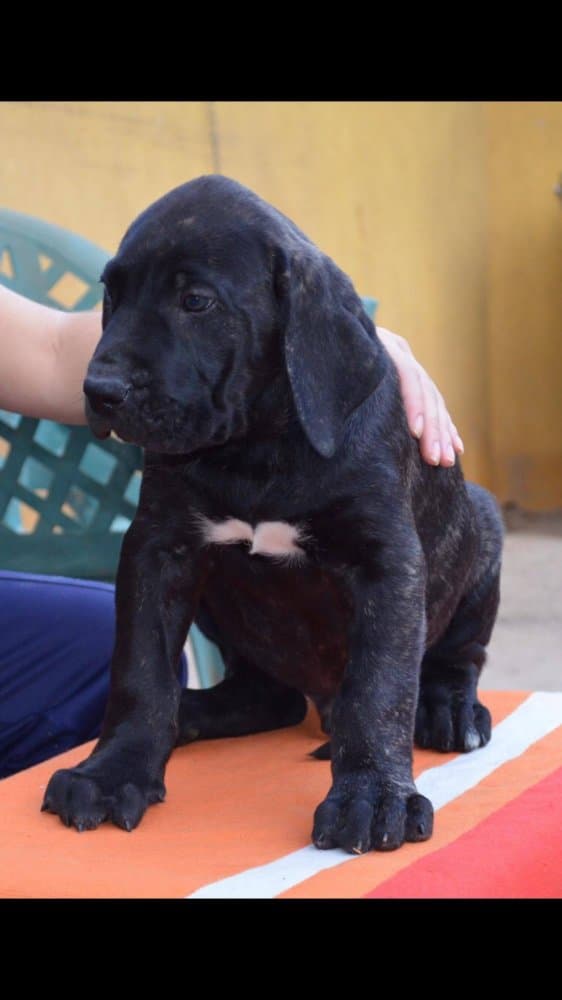 YANKI DE LA JACHA 1