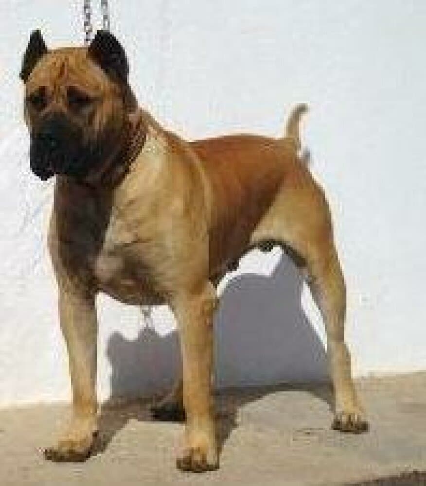 DOLFI DE PRESAS YEYFE 1