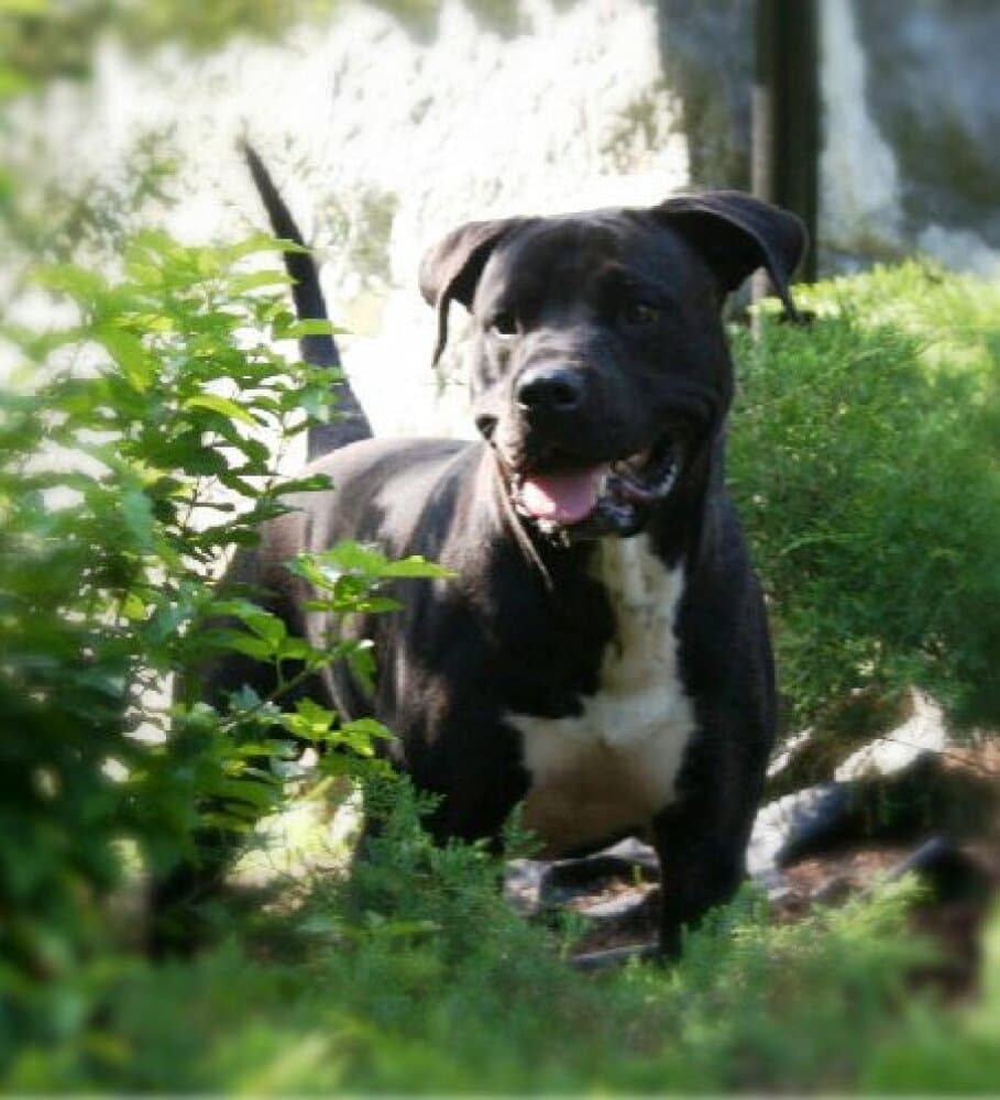 ALVEN K9 MADNESS 1
