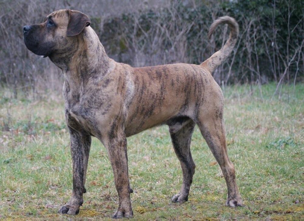 ARNOLD DE ROJO Y ORO 1